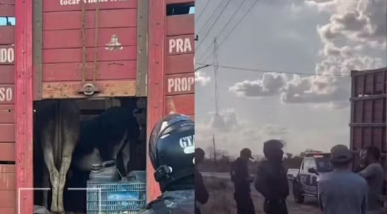 Jumentos foram apreendidos em Chapadinha, no Maranhão | Foto: PM-MA