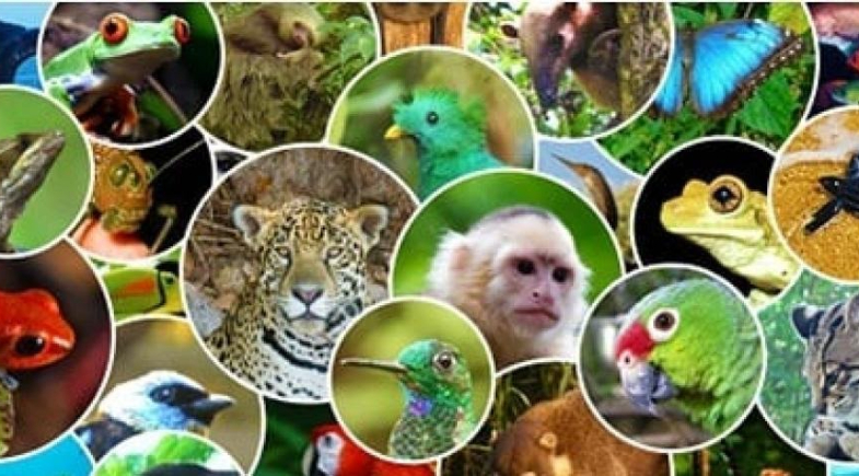 Prefeitura de Arraial promove ações como parte da Campanha de Proteção à Fauna Silvestre