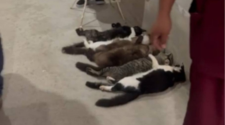 Gatos eram dopado para que o esquema funcionasse em São Paulo | Reprodução/O Dia