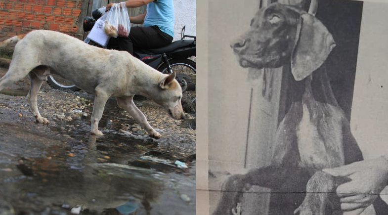 Calazar no Piauí: Uma guerra inacabada na fronteira da saúde única 