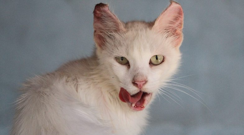 O preço do abandono: como a esporotricose escancara uma crise ignorada em Teresina