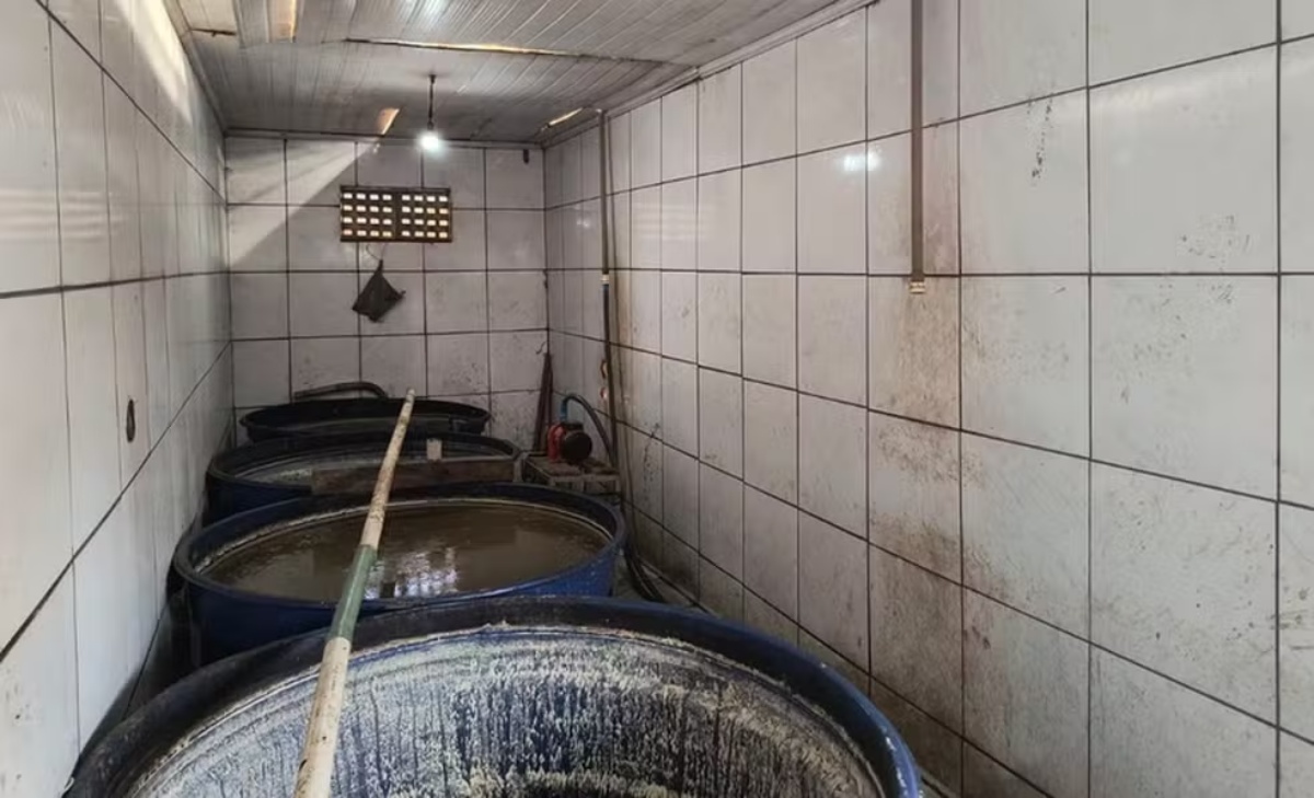 Entre os itens apreendidos estão gin, cachaça, vodka, cajuína e licores (Foto: Reprodução/ Divulgação/MAPA)