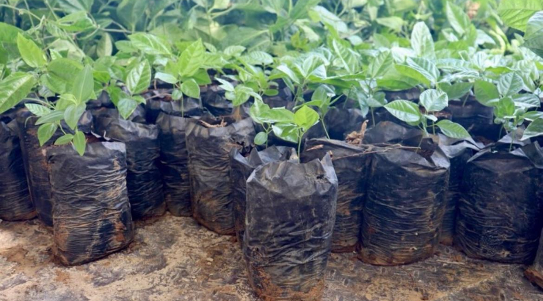 Prefeitura de Castelo do Piauí promove distribuição de mudas de maracujá para agricultores do município