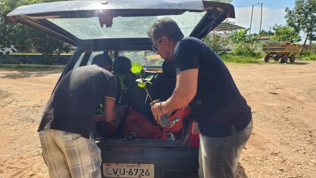 Agricultores de Colônia do Piauí recebem mudas de caju em ação de distribuição