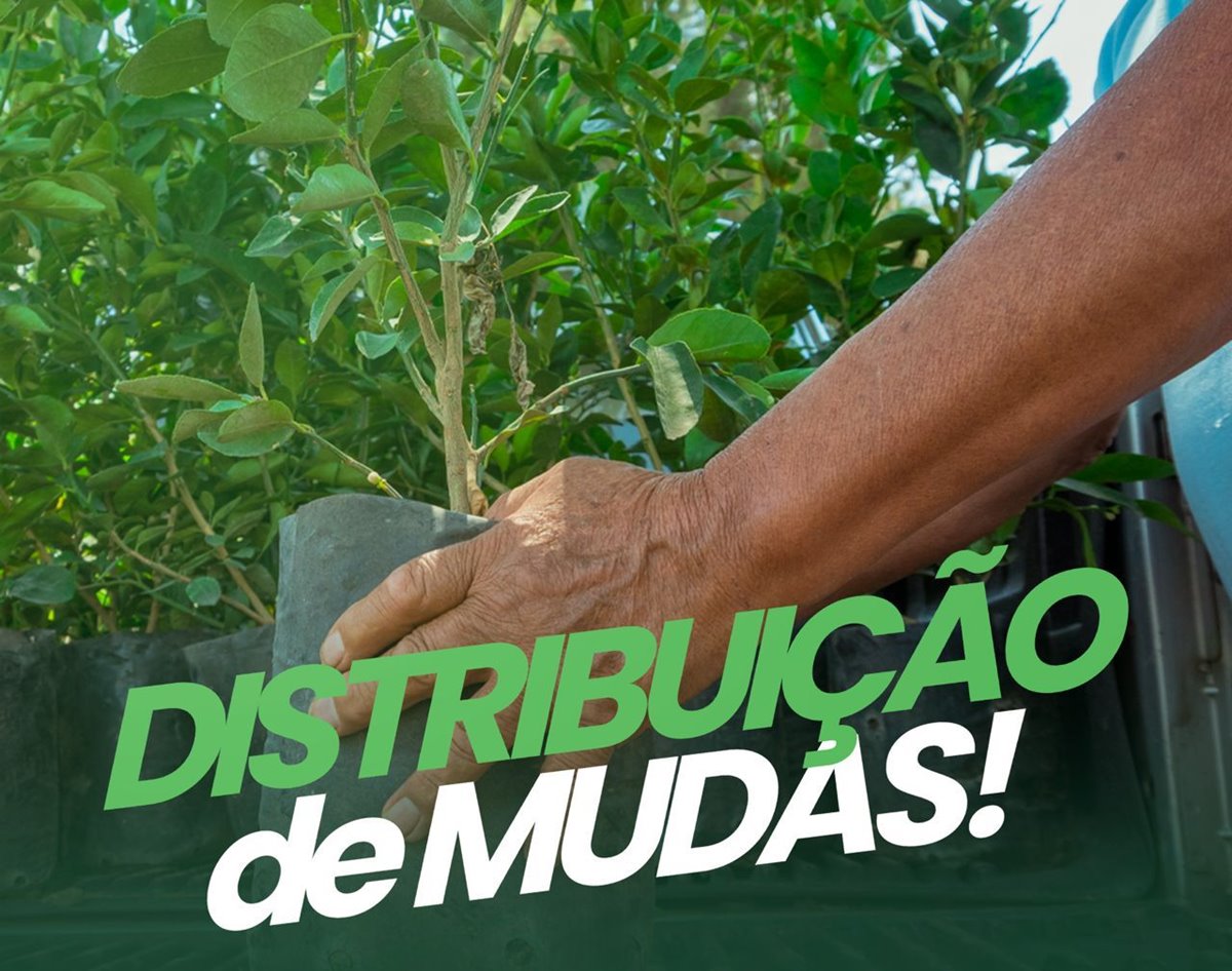 Prefeitura de Nazária realiza distribuição gratuita de mudas nesta quarta-feira (30)