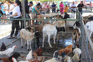 Sucesso total 4º Feira Agro Campo em São João da Serra - Imagem 134