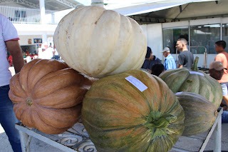 Sucesso total 4º Feira Agro Campo em São João da Serra - Imagem 105