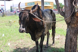 Sucesso total 4º Feira Agro Campo em São João da Serra - Imagem 149