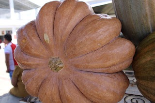 Sucesso total 4º Feira Agro Campo em São João da Serra - Imagem 101