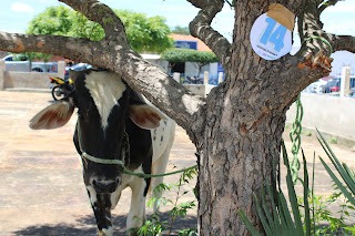 Sucesso total 4º Feira Agro Campo em São João da Serra - Imagem 151