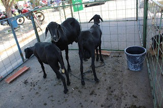 Sucesso total 4º Feira Agro Campo em São João da Serra - Imagem 146