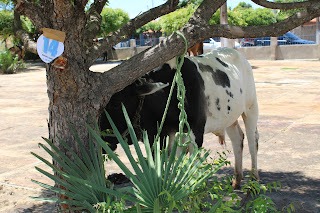 Sucesso total 4º Feira Agro Campo em São João da Serra - Imagem 150