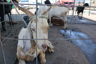 Sucesso total 4º Feira Agro Campo em São João da Serra - Imagem 147