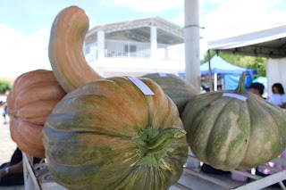 Sucesso total 4º Feira Agro Campo em São João da Serra - Imagem 99