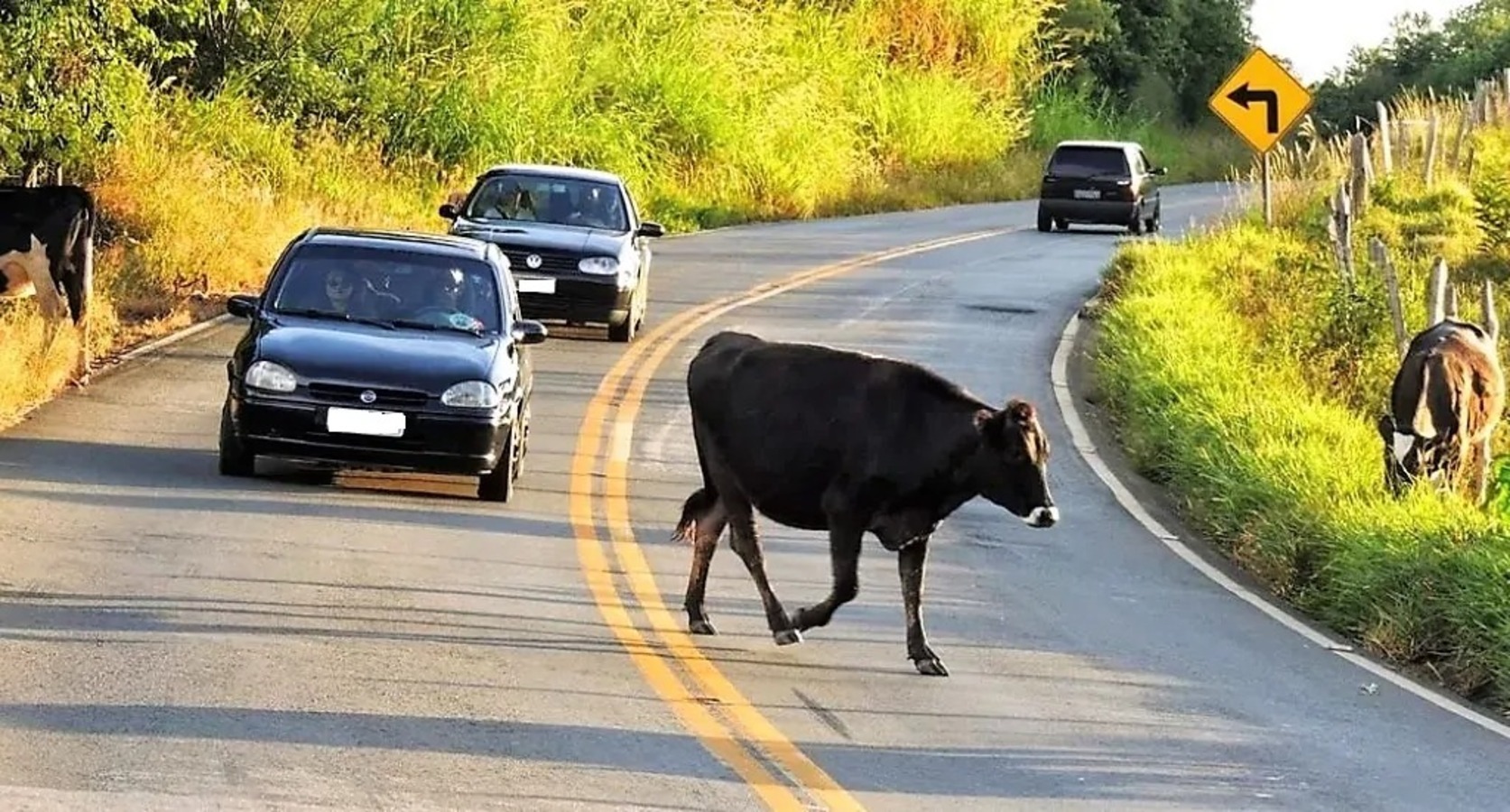Prefeitura de Nazária reforça campanha de conscientização sobre animais soltos em vias públicas