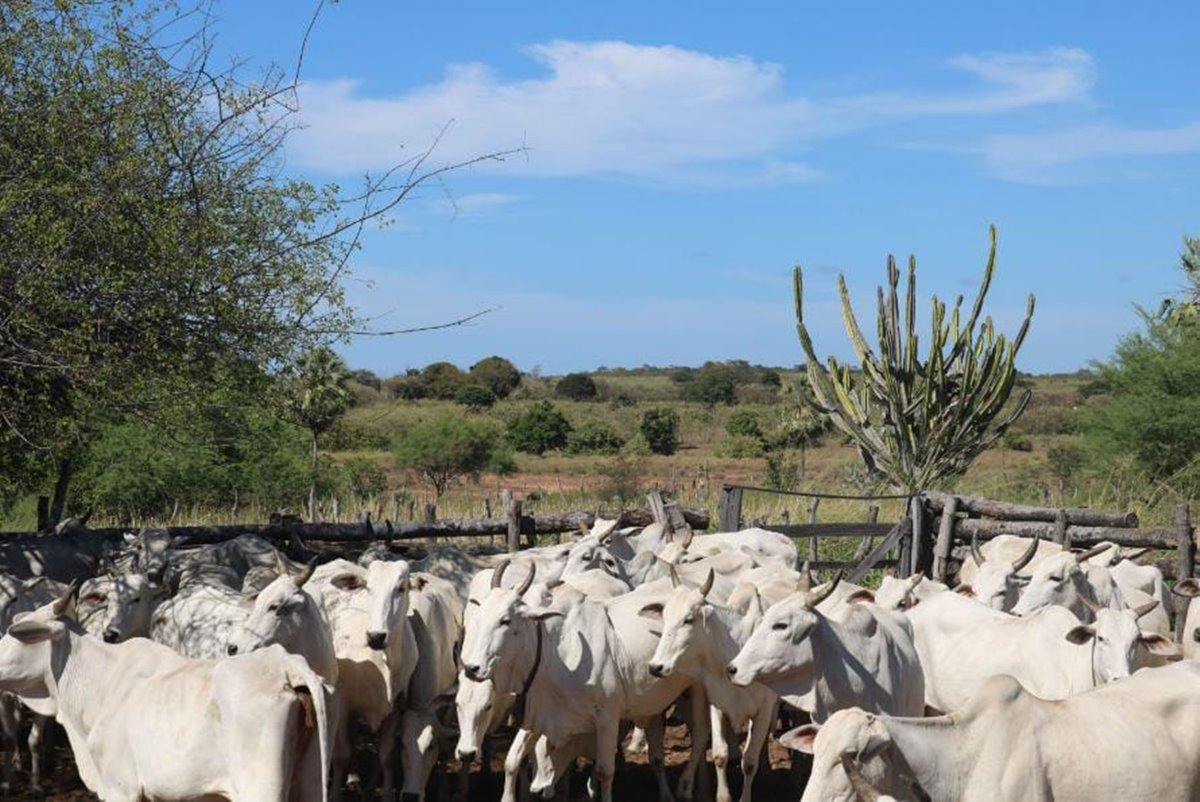 Tecnologia e tradição se unem no lançamento do programa Mais Genética em Simplício Mendes