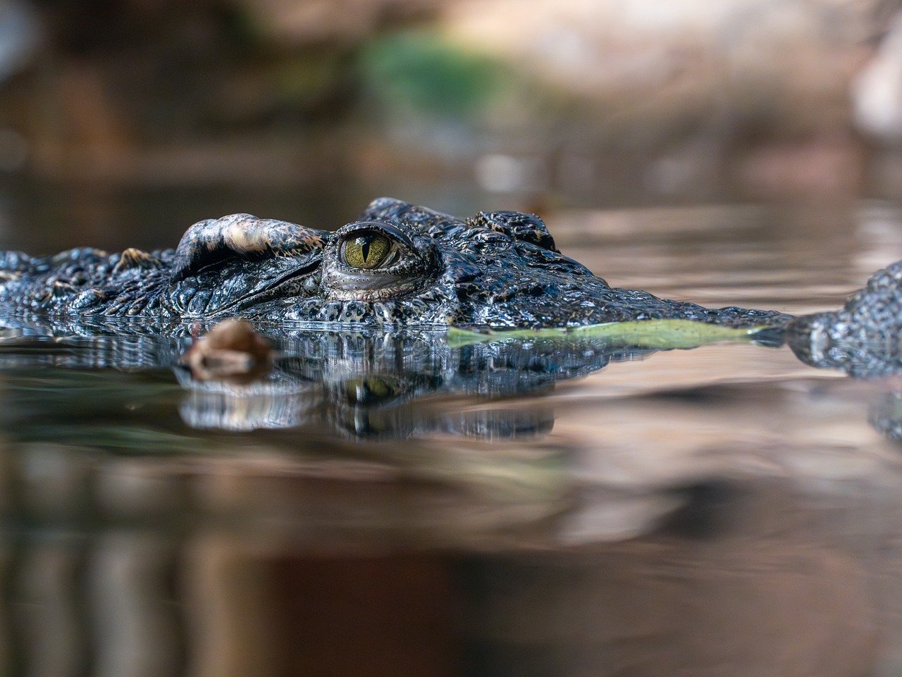 Fotos: Jacaré aligátor devora mulher de 61 anos após derrubá-la de canoa - Imagem 3