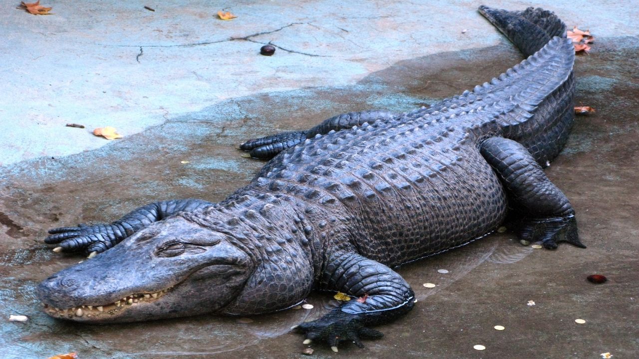 Fotos: Jacaré aligátor devora mulher de 61 anos após derrubá-la de canoa - Imagem 2
