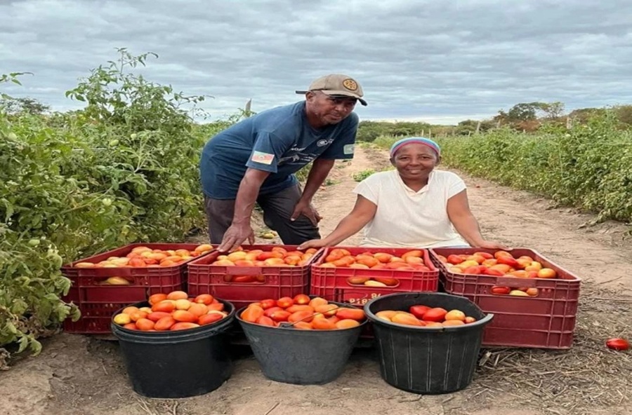 Colônia do Piauí distribui alimentos da agricultura familiar para pessoas em situação de vulnerabilidade
