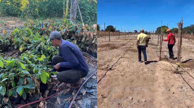 Rio Grande do Piauí dá início ao plantio de cacau do cerrado em projeto piloto inovador