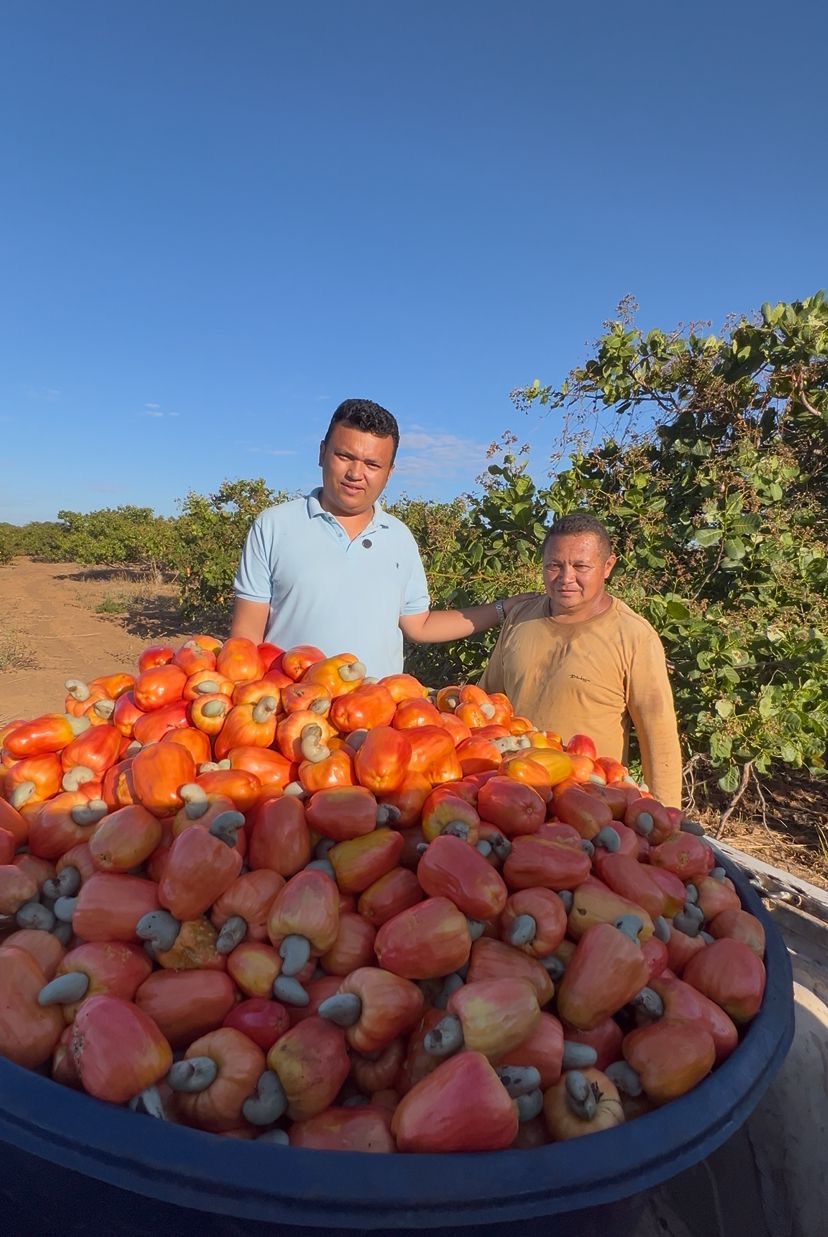 Uruçuí fortalece produção de caju com entrega de 10 mil mudas em 2025 - Imagem 1