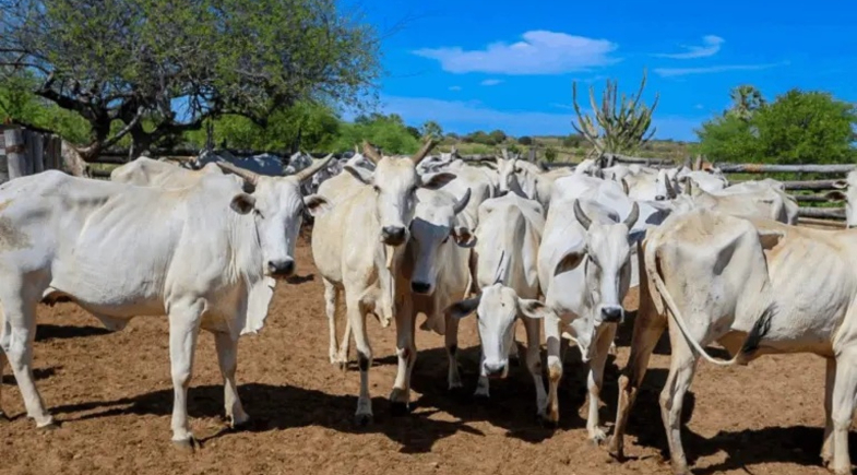Programa +Genética chega à localidade Curralinhos, em Riacho Frio, para fortalecer a pecuária local