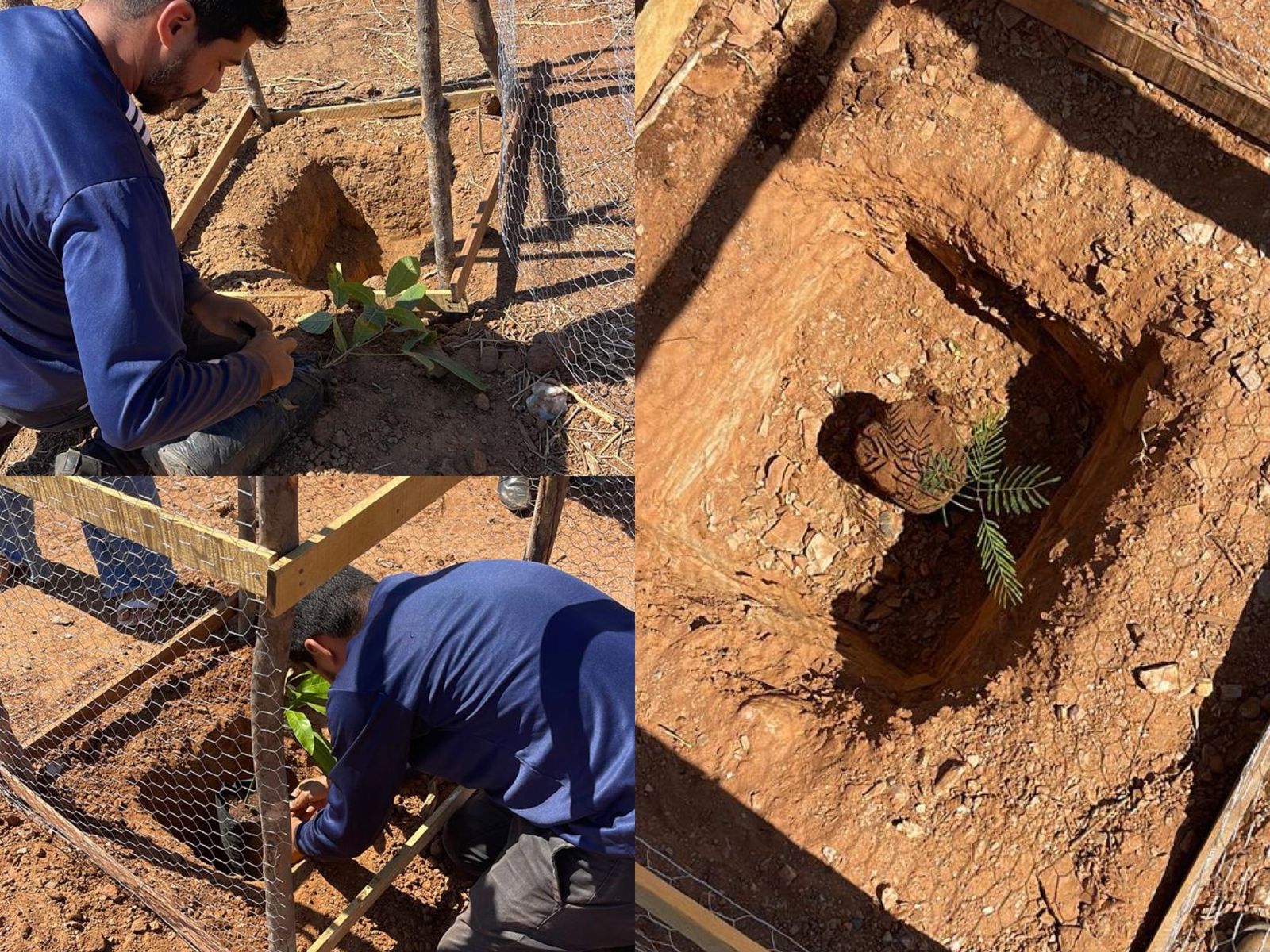 Área de reflorestamento - Foto: Prefeitura de Coronel José Dias