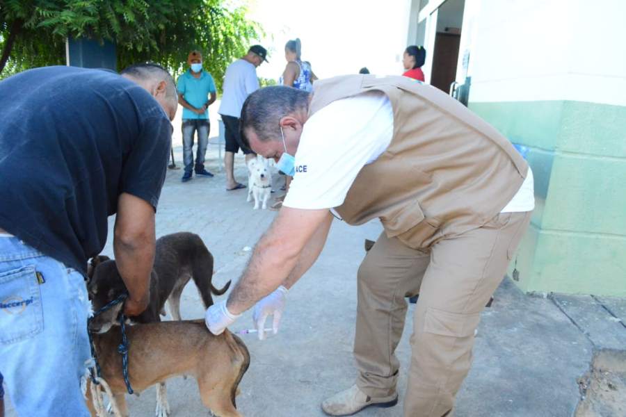 Curimatá em Ação: Município realiza Dia D Campanha de vacinação Antirrábica - Imagem 3