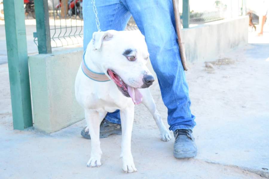 Curimatá em Ação: Município realiza Dia D Campanha de vacinação Antirrábica - Imagem 2