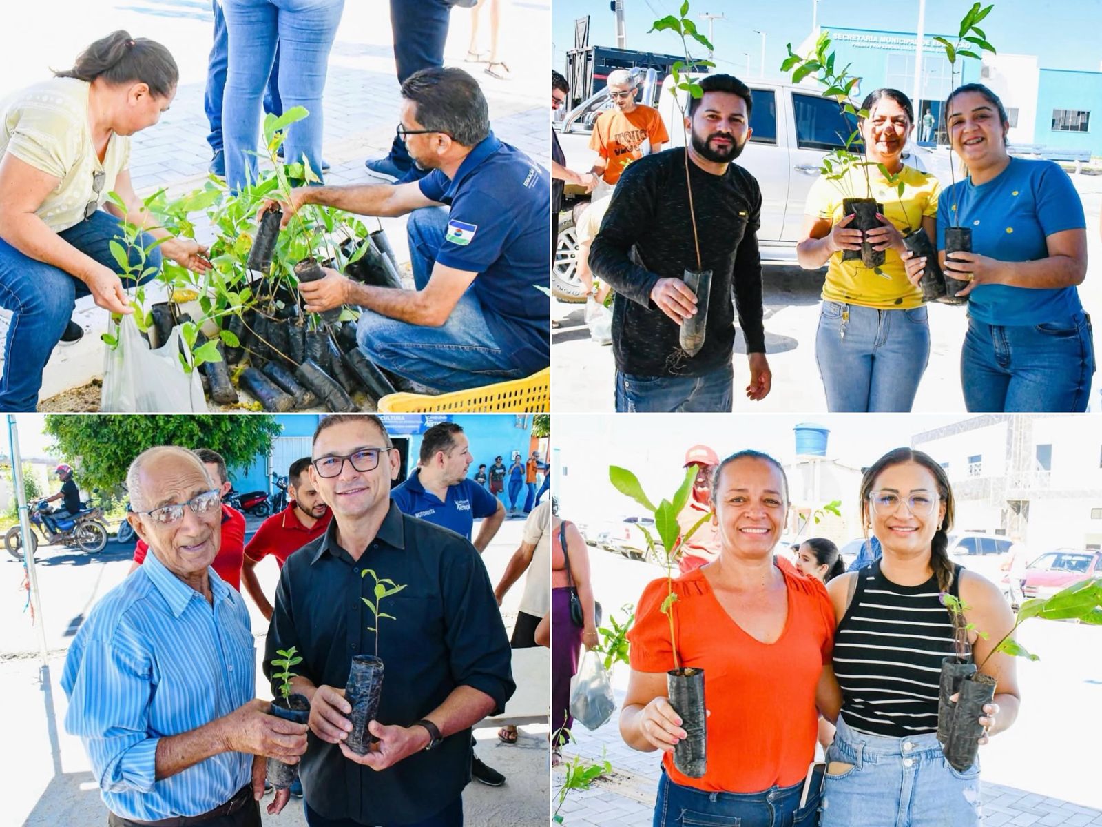 Distribuição de mudas em Lagoa do Barro do Piauí
