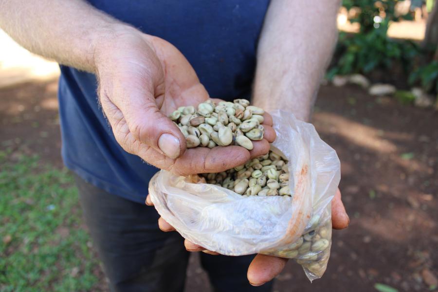 Sancionada Lei Estadual que reconhece Tanque do Piauí como “Capital da Fava”