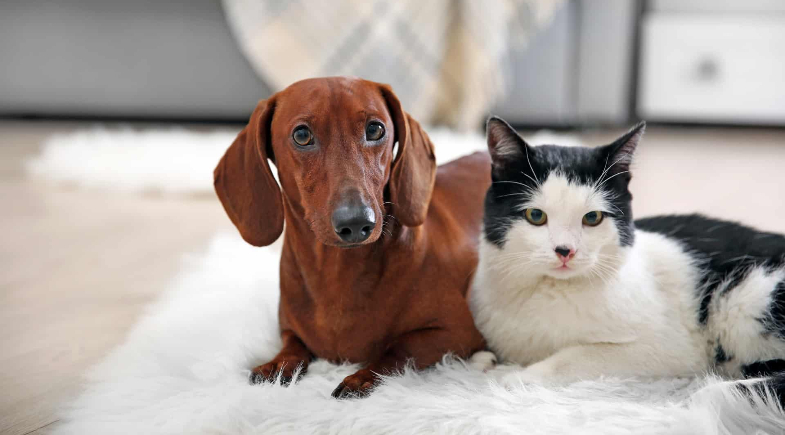 Prefeitura de Esperantina divulga calendário da vacinação antirrábica na zona urbana