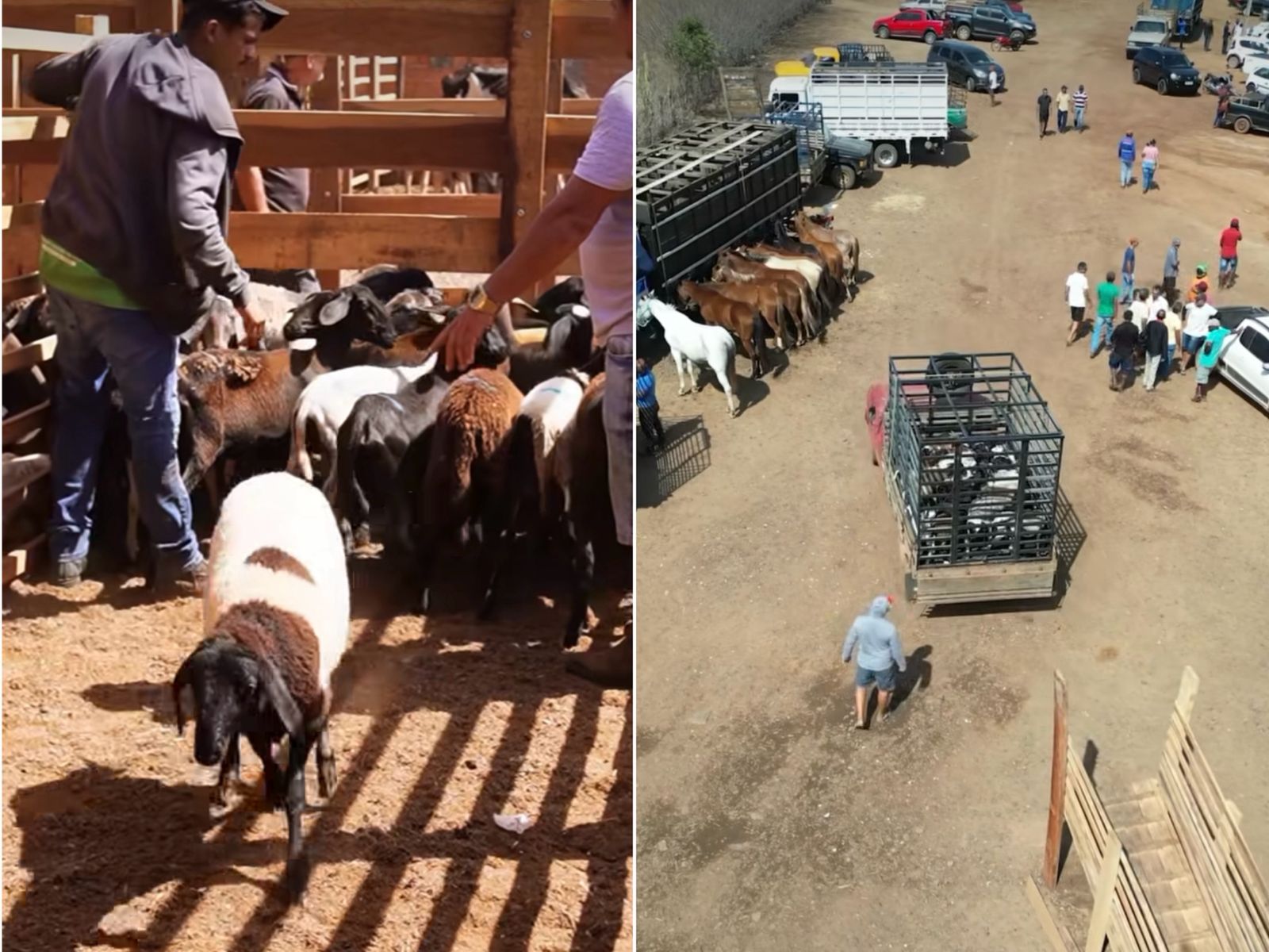 Feira de Animais - Foto: Prefeitura de Simplício Mendes