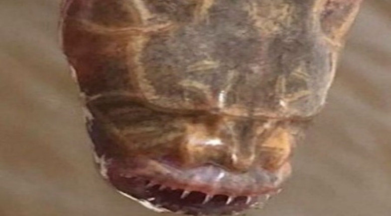 Homem encontra monstro bizarro sem olhos e boca cheia de dentes; fotos ...