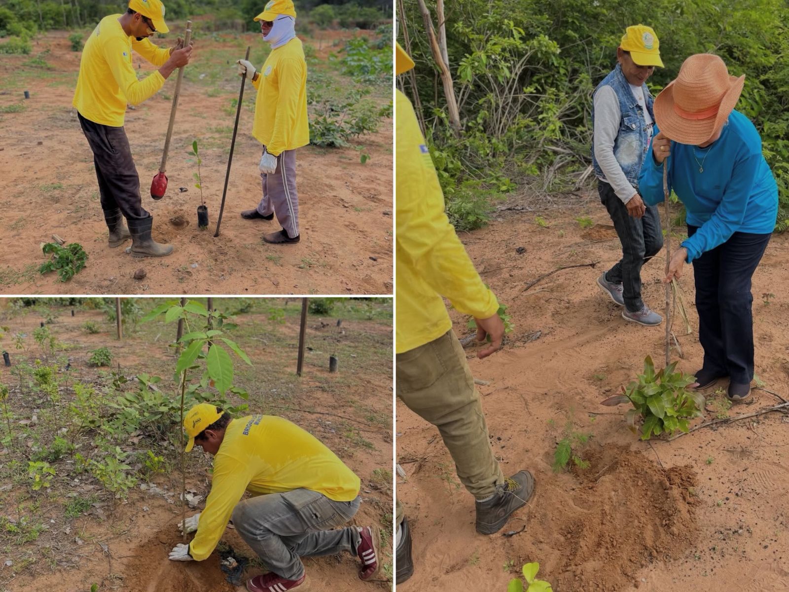 Plantio de mudas em lixão desativado - Foto: Prefeitura de Olho D'água do Piauí