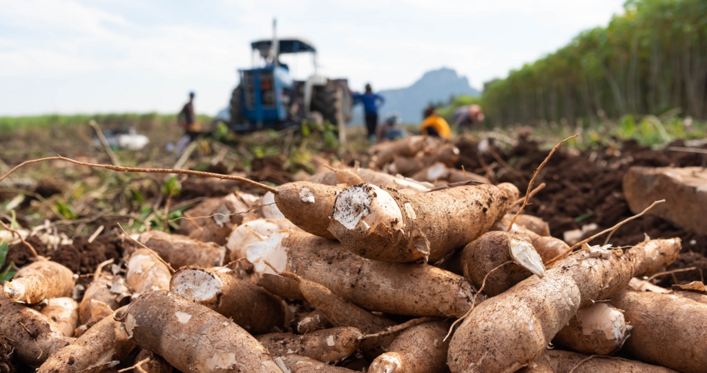 Prefeitura de Ipiranga do Piauí realiza inscrições de produtores para o recebimento de Sementes de Mandioca