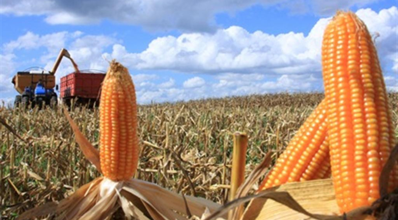 Prefeitura de Caraúbas do Piauí abre inscrições para solicitação de aração de terras para plantio de milho