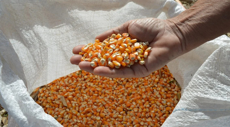 Prefeitura de Socorro do Piauí realiza entrega de sementes para agricultores do município