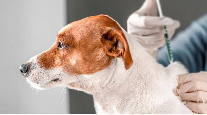 Prefeitura de Cristino Castro promoverá castração gratuita de cães e gatos