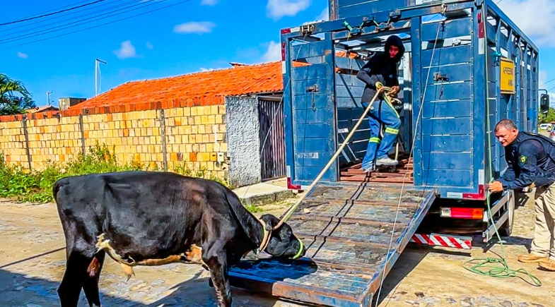 Animais soltos no Piauí | FOTO: SSP