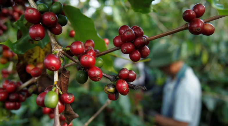 Imagem de café ainda no pé | Reprodução