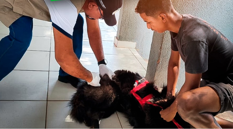 Baixa Grande do Ribeiro realiza campanha de vacinação antirrábica para cães e gatos