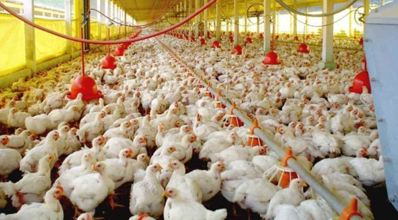 CRIAÇÃO DE GALINHAS CRESCEU 29% EM 10 ANOS NO PIAUÍ; APONTA IBGE.