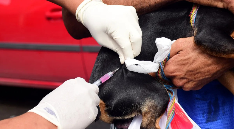 Baixa Grande do Ribeiro realiza vacinação antirrábica; veja como proteger seu animal