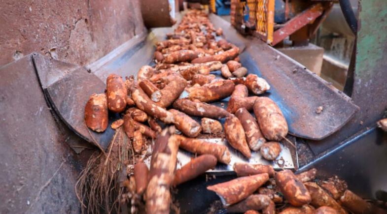 Fábrica de fécula de mandioca será instalada na ZPE de Parnaíba. | José Fernando Ogura/Arquivo AEN