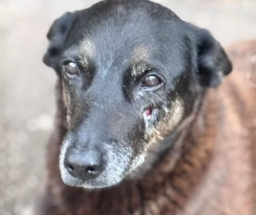 Foto: Reprodução/ Orelha morava na praia brava em SC