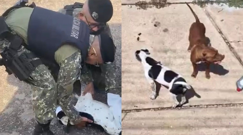 Os animais, da raça pitbull, foram encontrados abandonados em um imóvel alugado | Foto: Divulgação/SSP-Piauí