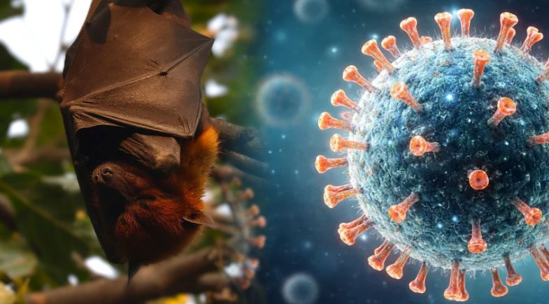 Morcego e o vírus Nipah. | Reprodução/ Montagem: MeioNews