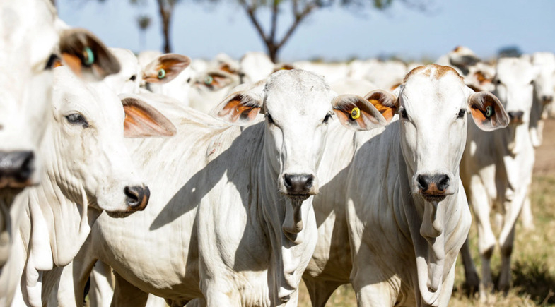 Lagoa do Barro passa a integrar o Programa Mais Genética
