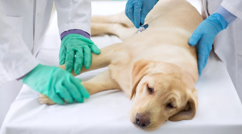 Prefeitura de Bom Jesus disponibiliza testes gratuitos para diagnóstico de calazar em cães 